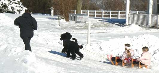 dogs pulling kids in sled